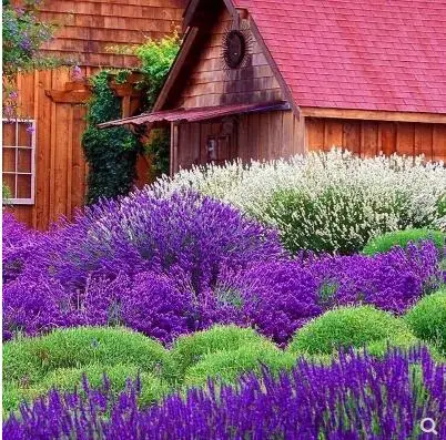 200 шт./лот лаванды английский(Lavandula узколистный) ванили бонсай для Домашнего Цветоводства - Цвет: 4