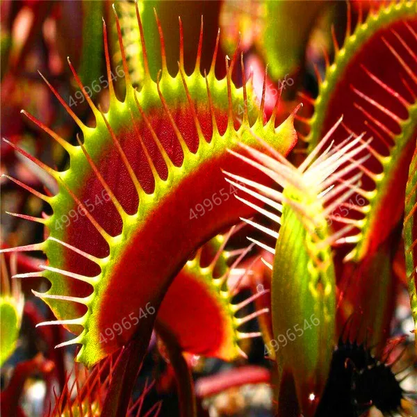 300 шт. колючий мух|Сувениры для вечеринок| |