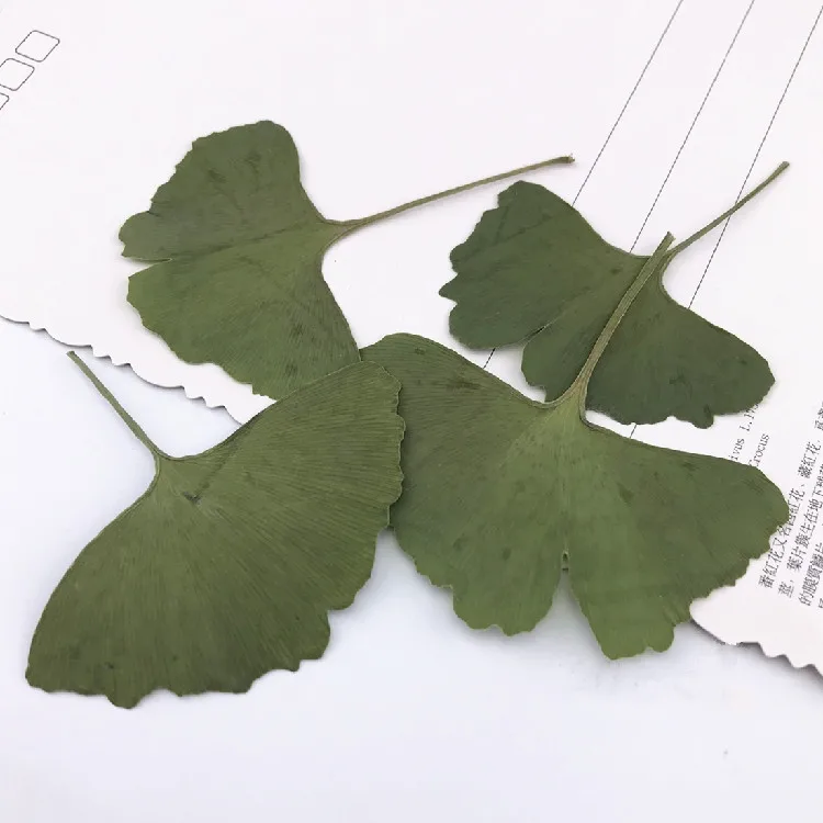 20 шт. натуральные прессованные листья гинкго Вечные реальные для детской