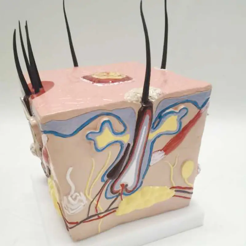 Человеческое тело здоровый процесс роста волос расширение волосяного фолликула