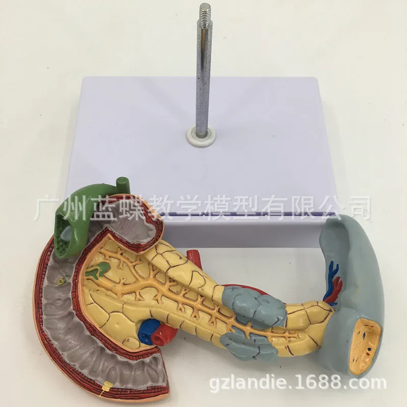 Человеческие медицинские анатомические повреждения поджелудочная селезенка и