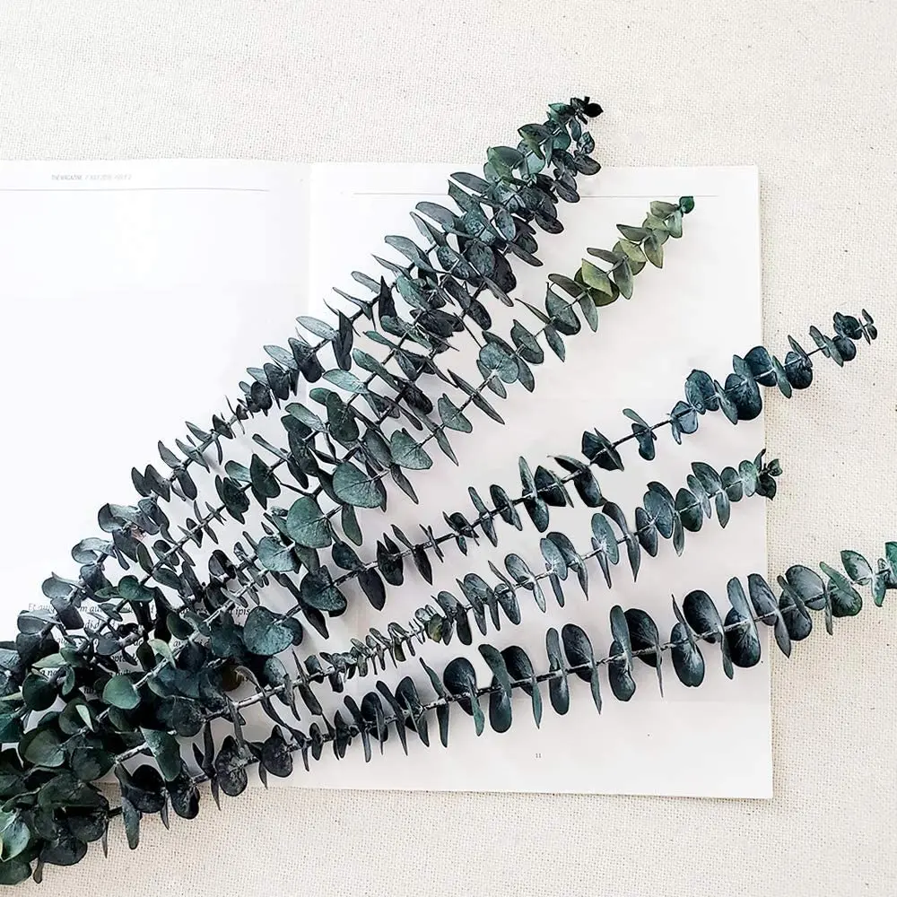 

5Pcs Preserved Fresh Eucalyptus Branches 20inch, Dried Eucalyptus Stems for Flower Arrangements Wedding Home Decor