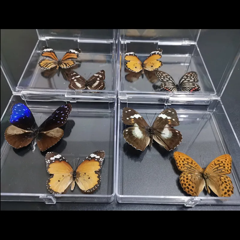

1 box of 2 natural butterfly insect specimen boxes color mixed beautiful butterfly home art decoration gifts (random butterflies