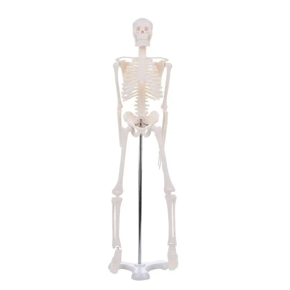 

45CM Human Anatomical Skeleton Model Mould Teaching Tools Decor