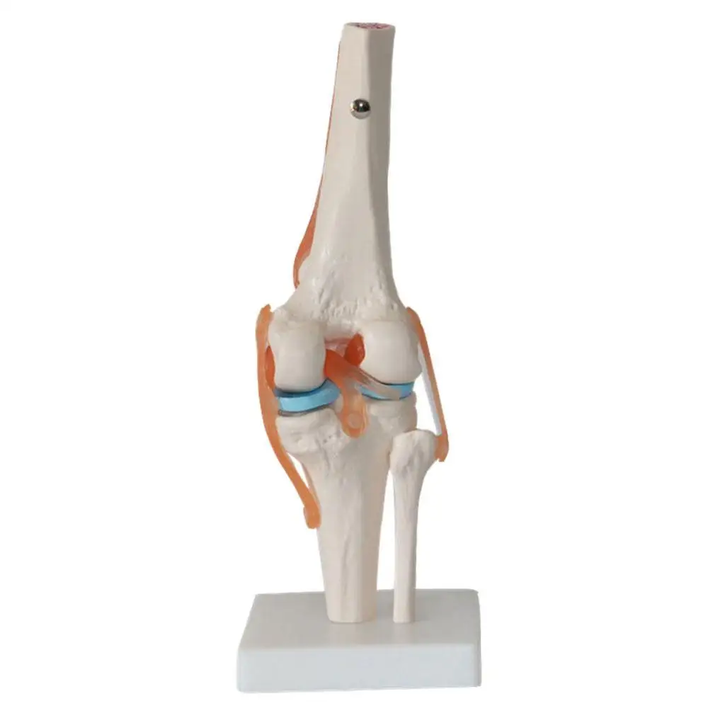 1:1 Human Knee Joint Kits Skeleton skull Model veterinaria Anatomy medical supplies | Канцтовары для офиса и дома