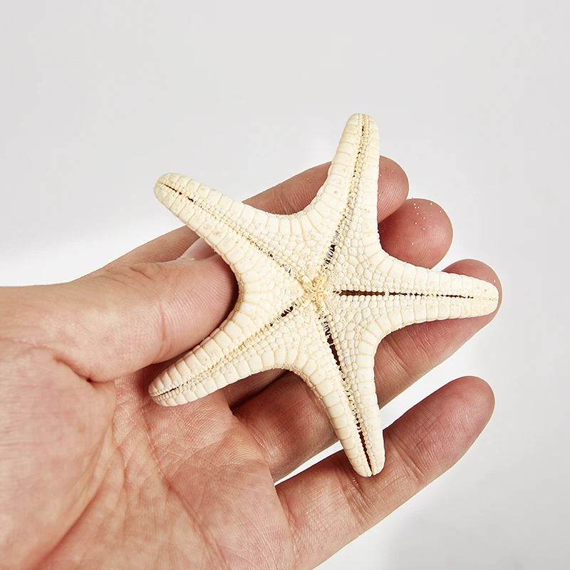 

Natural Mediterranean Sea Cute Mini Decoration DIY Craft Beach Cottage Ornaments