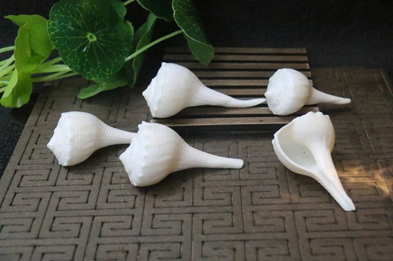 

Natural conch shells Nepal Buddhism Dharma snails Right-handed snails