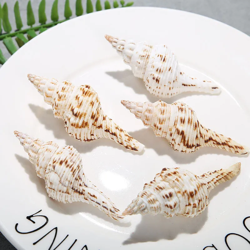 Мозаика из морских раковин. Китайская ракушка. Китайские ракушки. Пателла черноморская. Китайская ракушка.