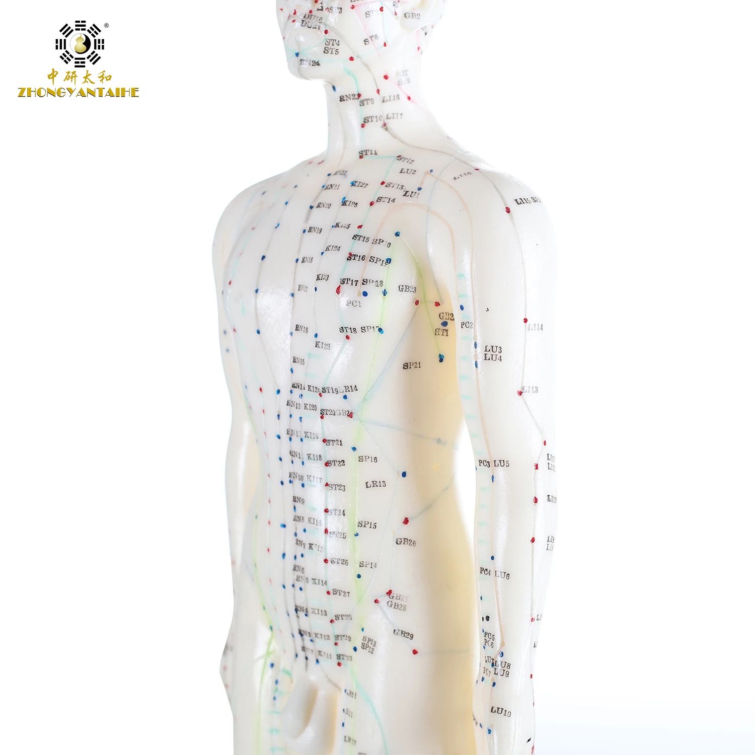 26 см мужские акупунктурные точки модель акупунктурная точка Модель Китайская
