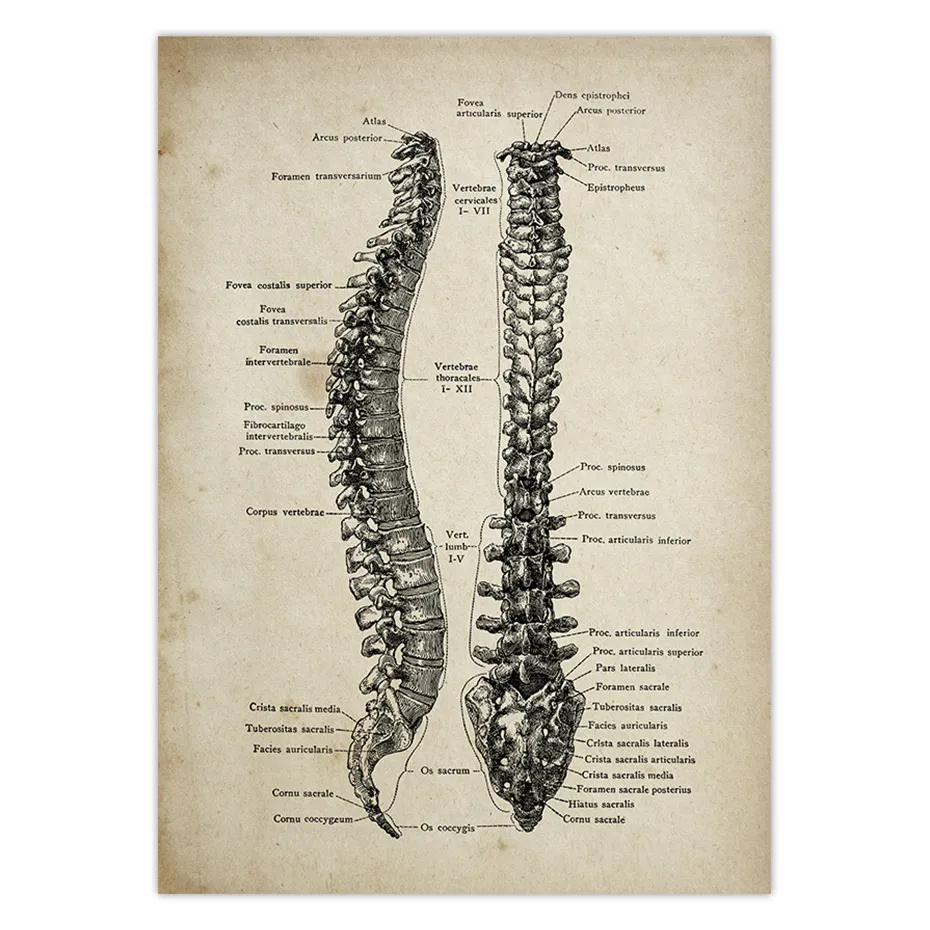 Винтажные постеры для медицинской анатомии Художественная печать медицинская