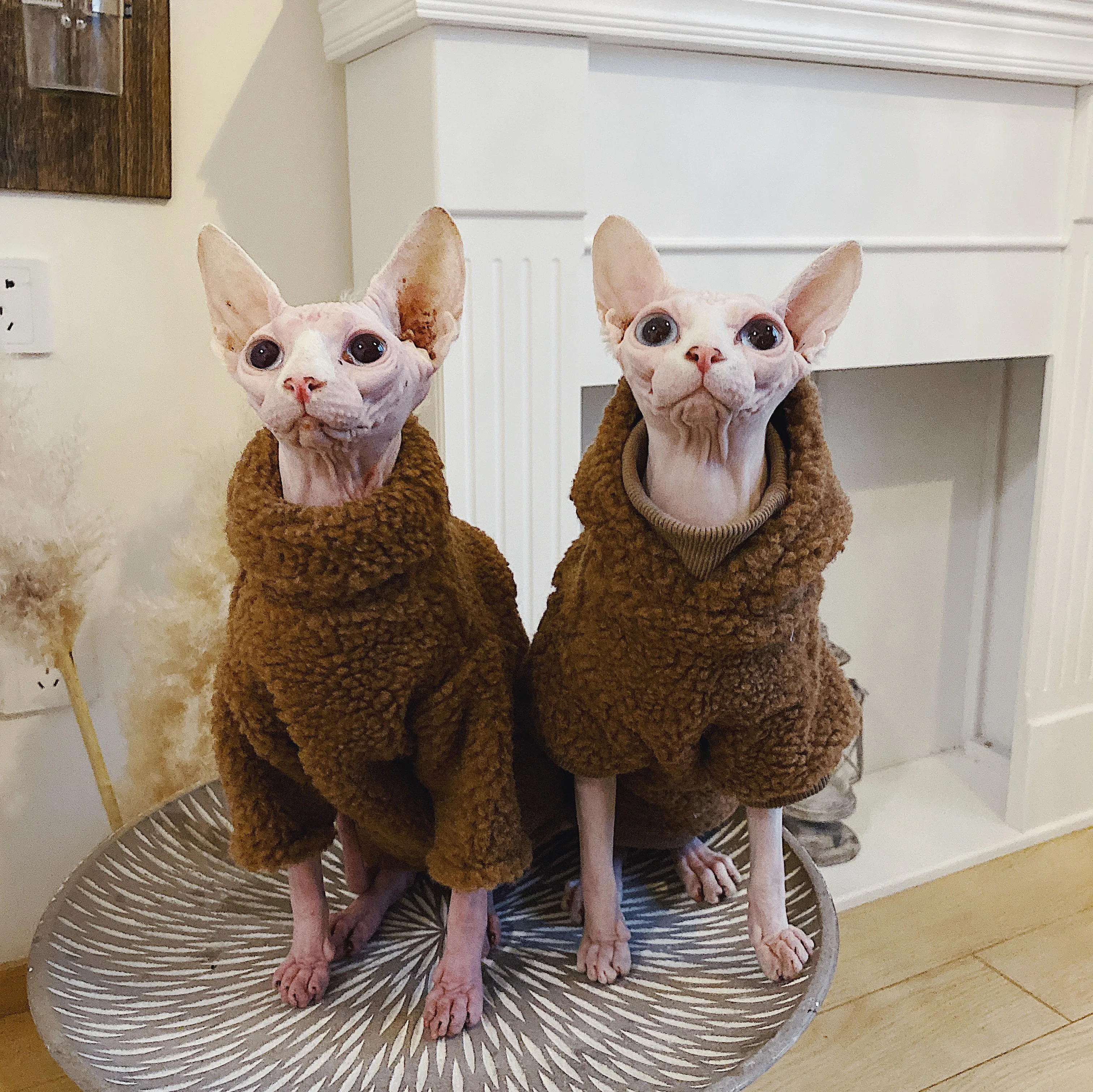 

DUOMASUMI Hairless Cat Clothes Clothing Sphinx Cat Outfits Devon KONIS Pet Warm Winter Thickened Kitty Sweater for Cat Hoodie