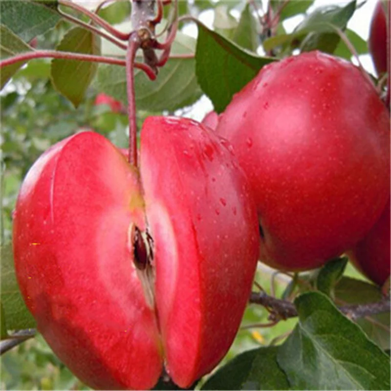 

50Pcs Fruit Doughs Rare Plant Dwarf Tree Sweet Apples Garden ceramics Tool PG-DD