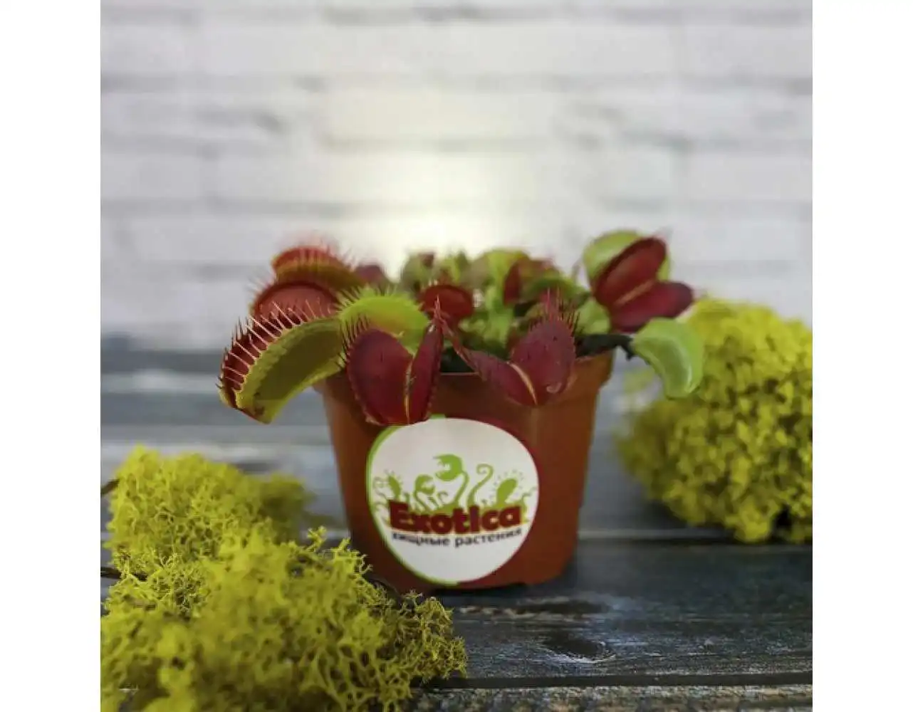 Венерина Мухоловка Типичная Форма D9см Дианея venus flytrap Dionaea muscipula - купить по