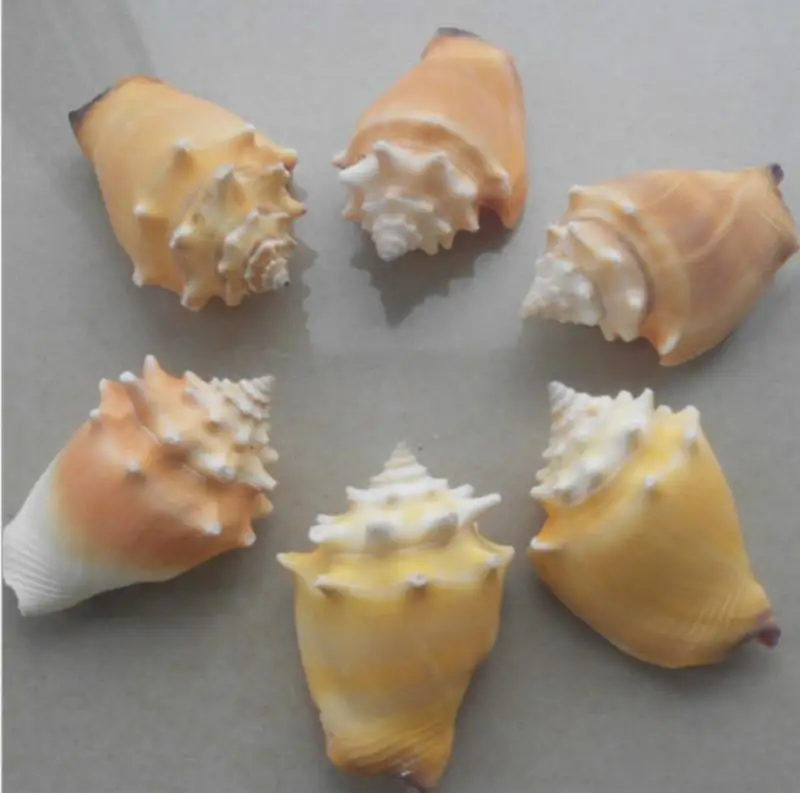 

6cm shells Home Decoration landscaping ocean decor natural seashell nautical home decor