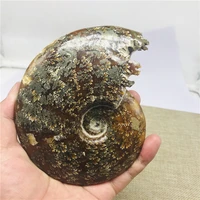 200 530g natural conch fossil specimens of madagascar