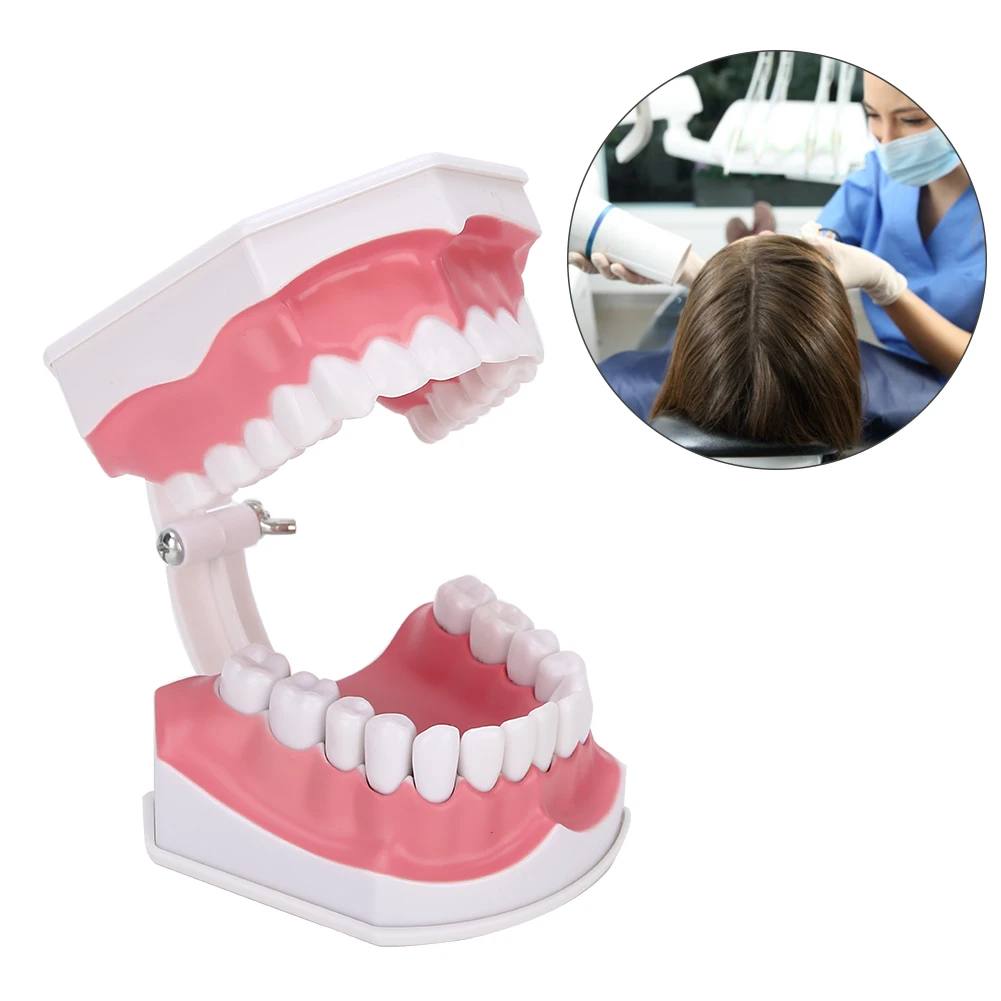 

Модель зубов, обучающая модель, стандартная демонстрация зубной полости с кистью, демонстрационный инструмент, модель зубов