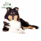EARLFAMILY 13 см x 9,4 см, для Collie, тонкие автомобильные наклейки, водонепроницаемые наклейки из винилового материала, автомобильный декор для кондиционера, подходит для RV
