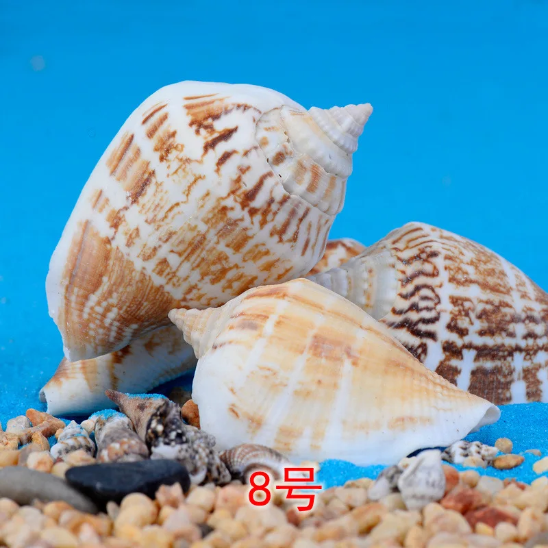 5 шт. магический цвет ракушка Морская звезда миниатюрный орнамент мини игрушка