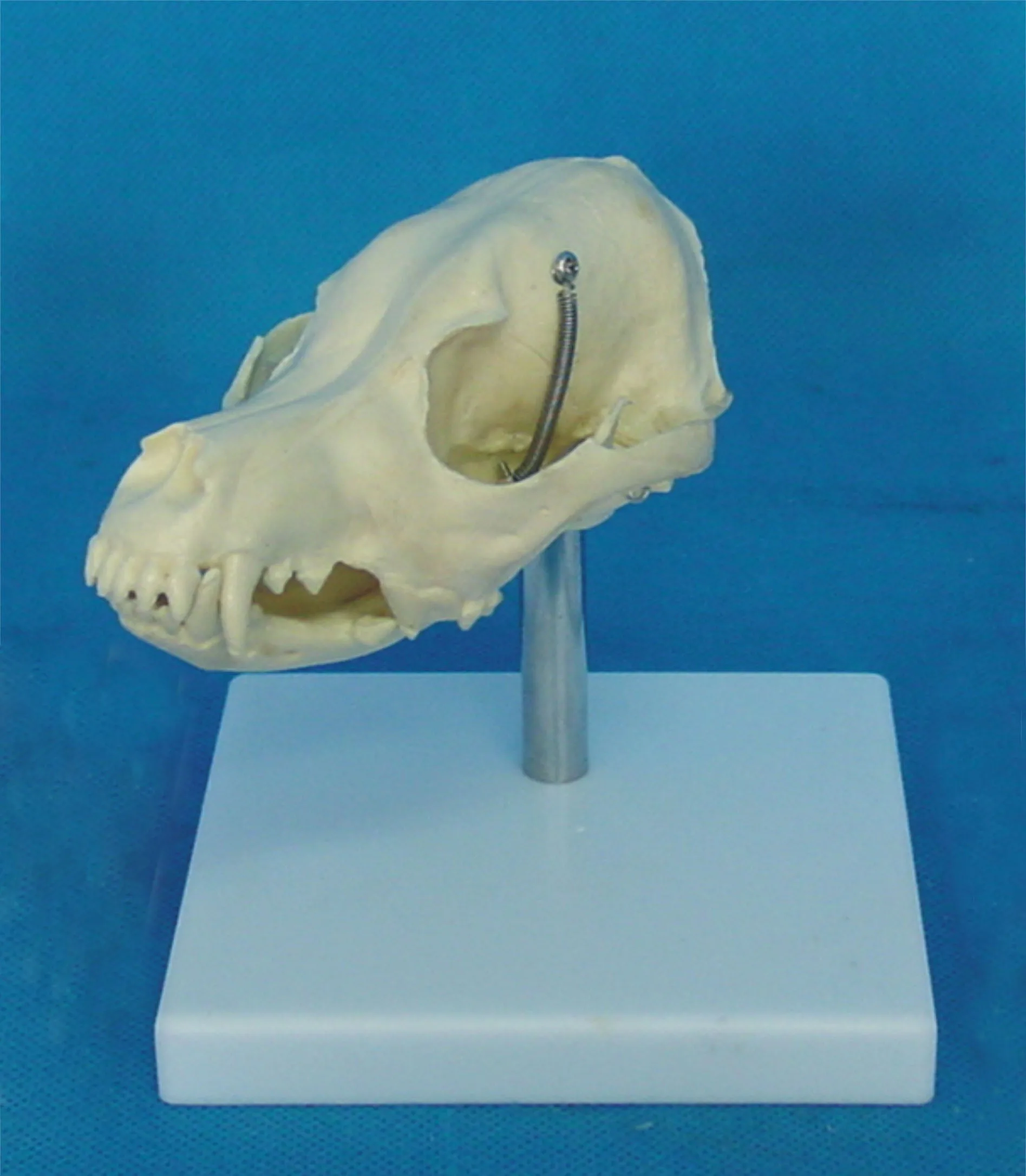 

Собака Череп модель скелет животных ветеринарная учебная медицинская модель собачья обучающая модель питомца животноводство