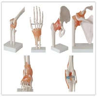 human skeleton model 6pcs joint skeleton model shoulder elbow wrist hip knee and ankle joints model