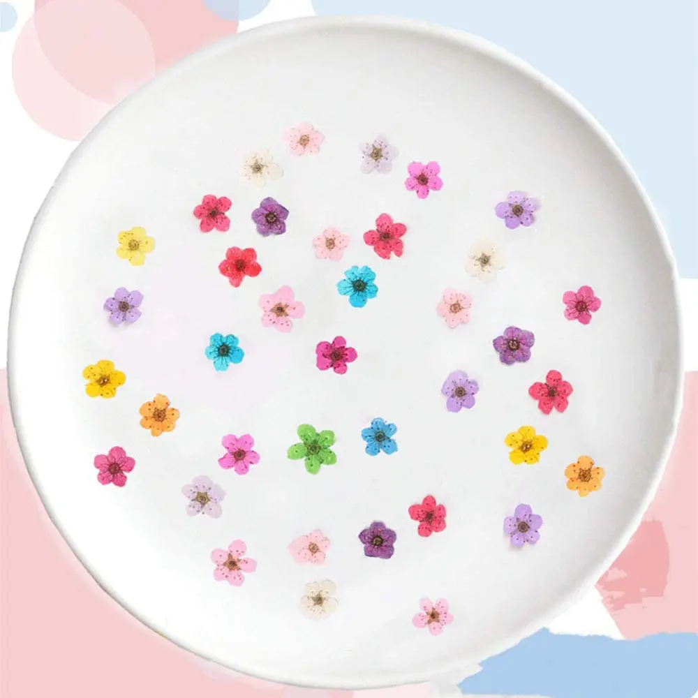

Natural Plum Blossom Dried Flower Epoxy Jewelry Material Nails Craft Embossed Phone Case Pressed Flower Papermaking 100pcs/bag