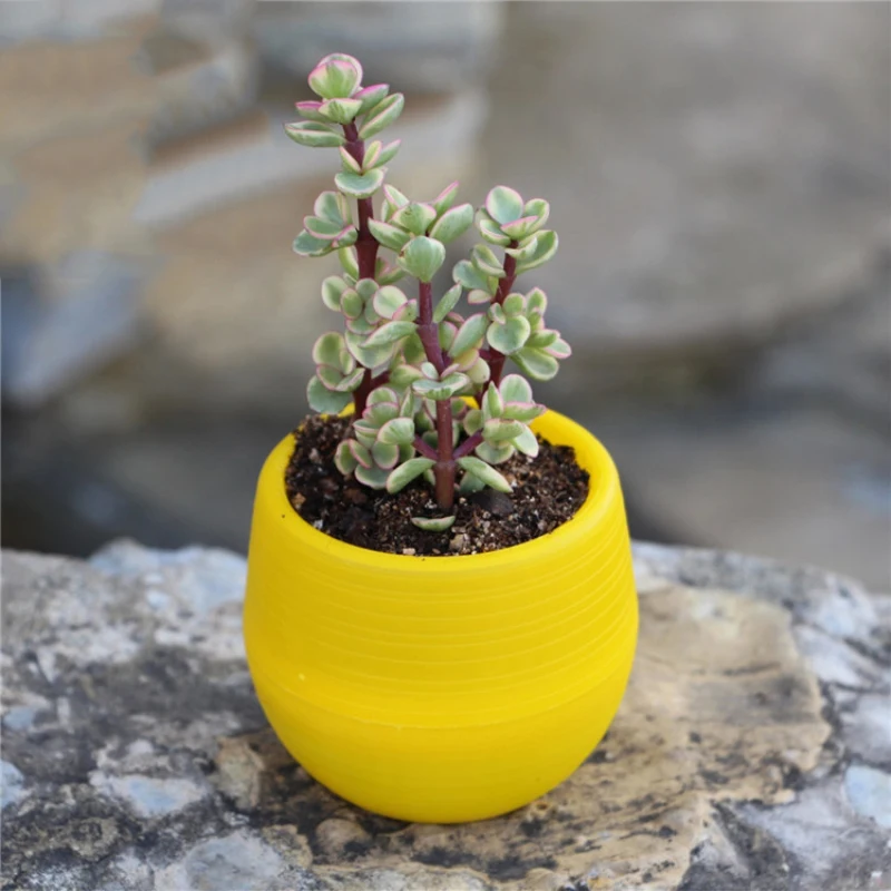 

Flower Pot Succulents Plant Pot Garden Storage Micro Landscape Decor For Home Garden Plant Nursery Transplant Flower Pots