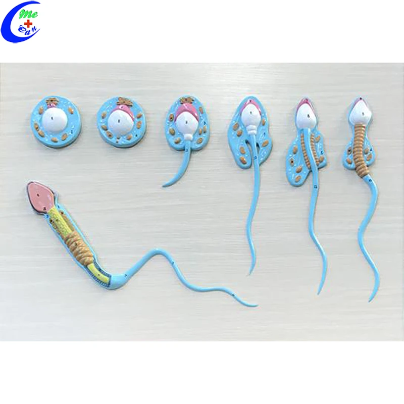 

Medical Anatomy Teaching Tools Spermatogensis Model