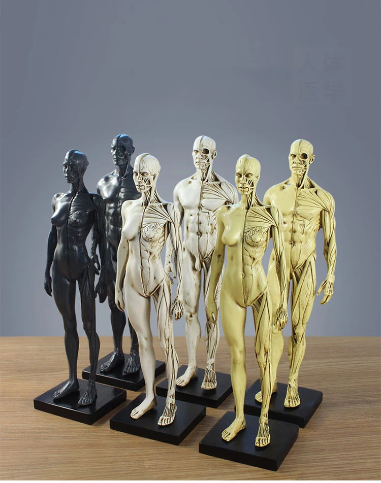 Нордическая медицинская модель человеческой мускулоскутной анатомической