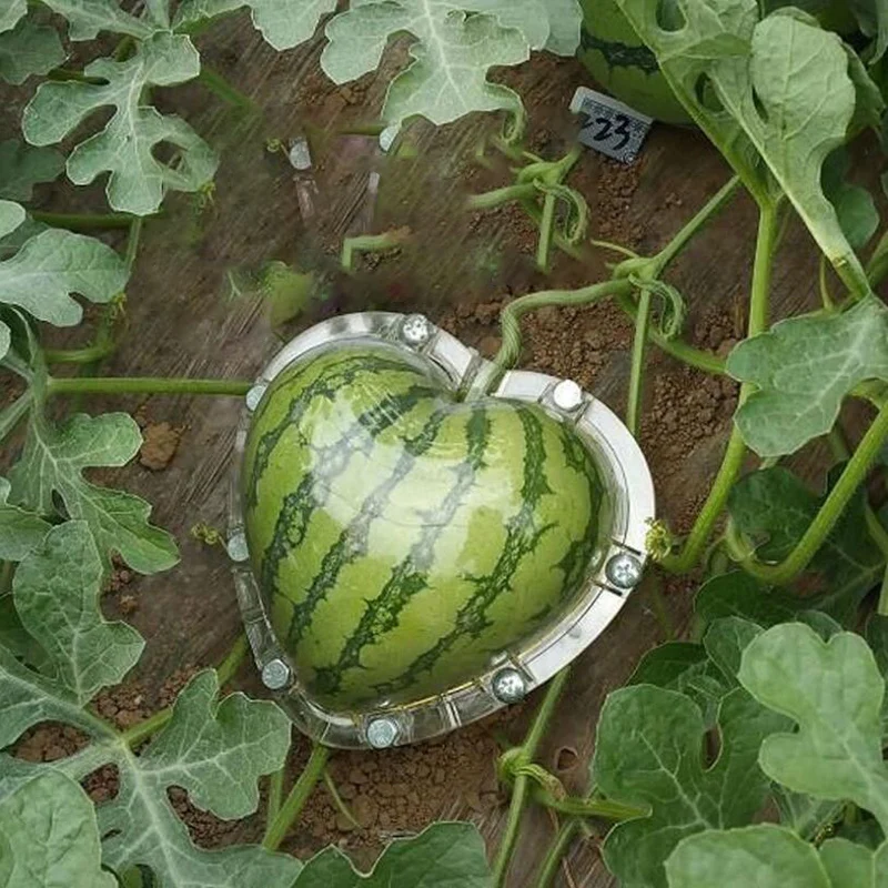 

Square Heart Shape Watermelon Mold Garden Fruit Growth Forming Mold Tool Garden Cucumber Mold Professional Plant Growth Forming