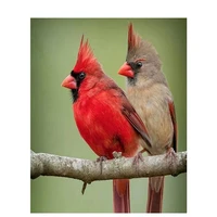 diamond painting home decor wall art northern cardinal picture hobby for adult diamond embroidery mosaic painting animal