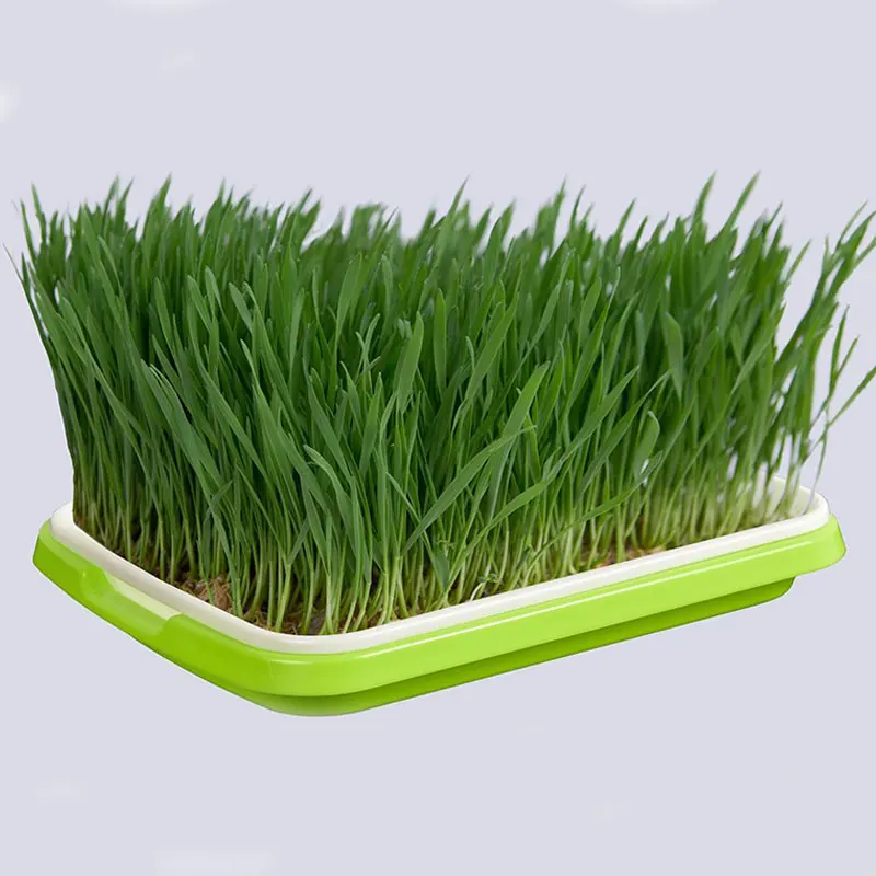 Гидропоника овощей поднос для рассады Sprout инструмент Soilless культивирование