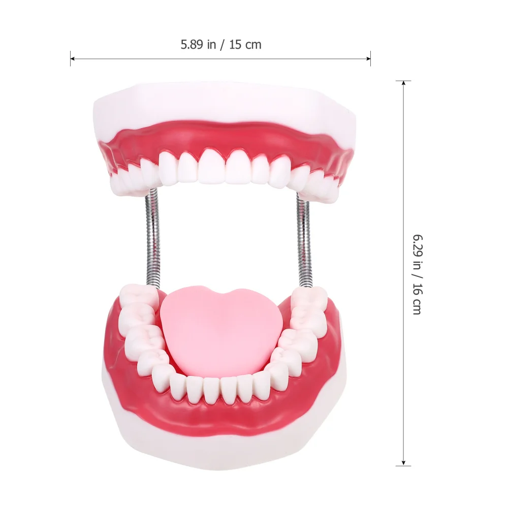 

1 Set Child Teeth Model Teaching Study Demonstration Oral Education Tooth Model