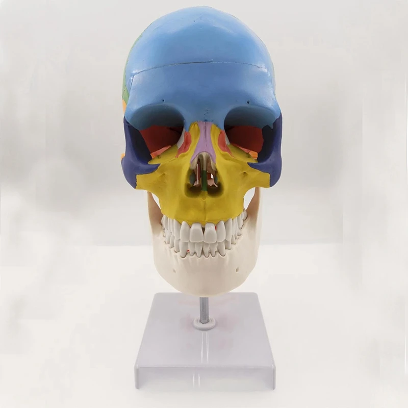 Анатомия человека анатомическая модель скелета для продажи Череп с цветными