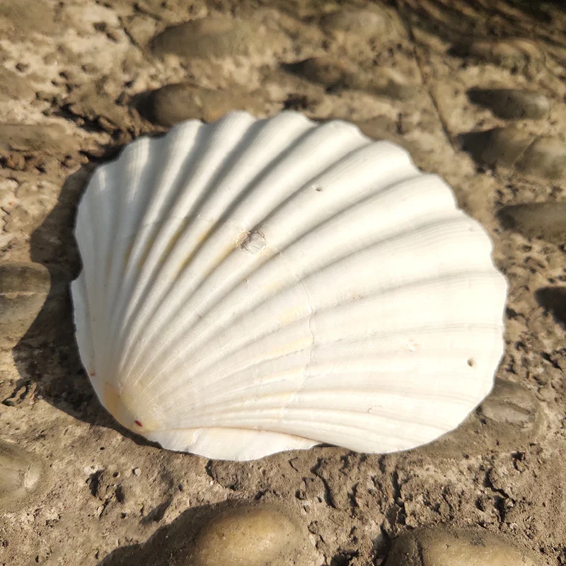 2PCS 10-12CM Natural Shells Big White Scallop Seashells Ornament Nautical Home Decor Beach Wedding Decorations Jewelry DIY Shell - купить по - Фото №1