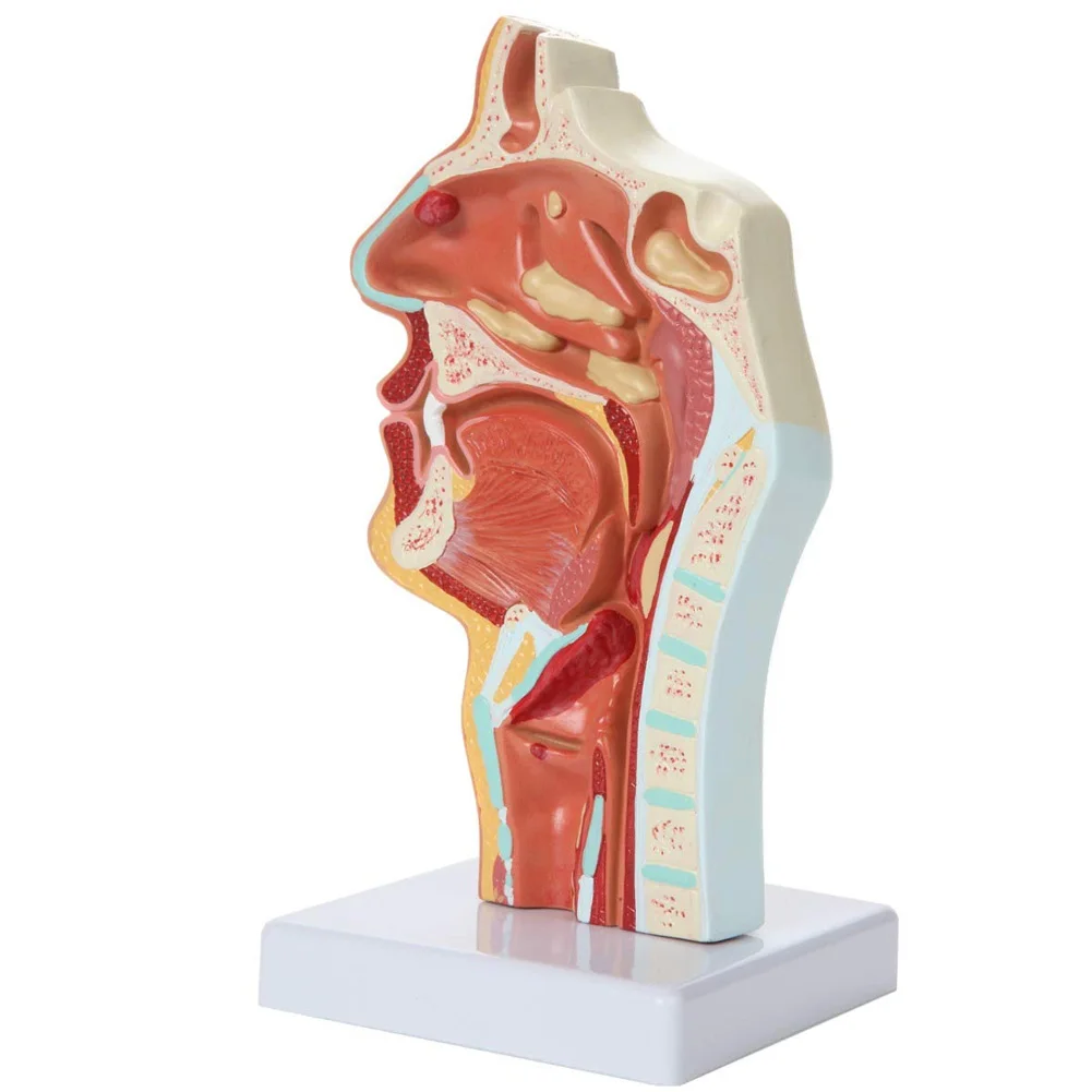 Медицинская анатомическая модель для лечения болезней ларинкса и фармацевтики