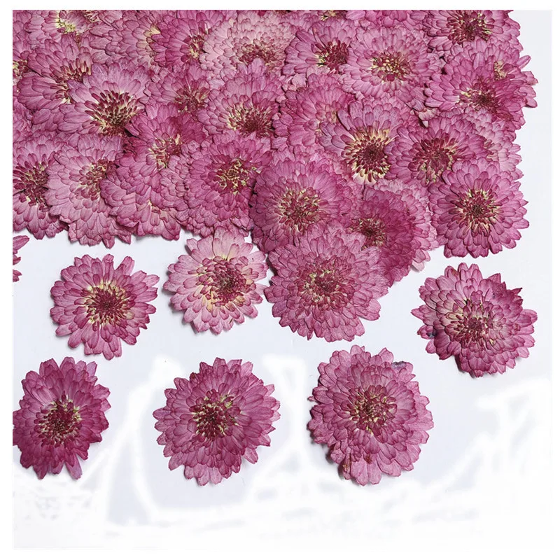 

60pcs Pressed Dried 2-3cm Purple Daisy Flower Plant Herbarium For Jewelry Bookmark Postcard Phone Case Photo Frame Making