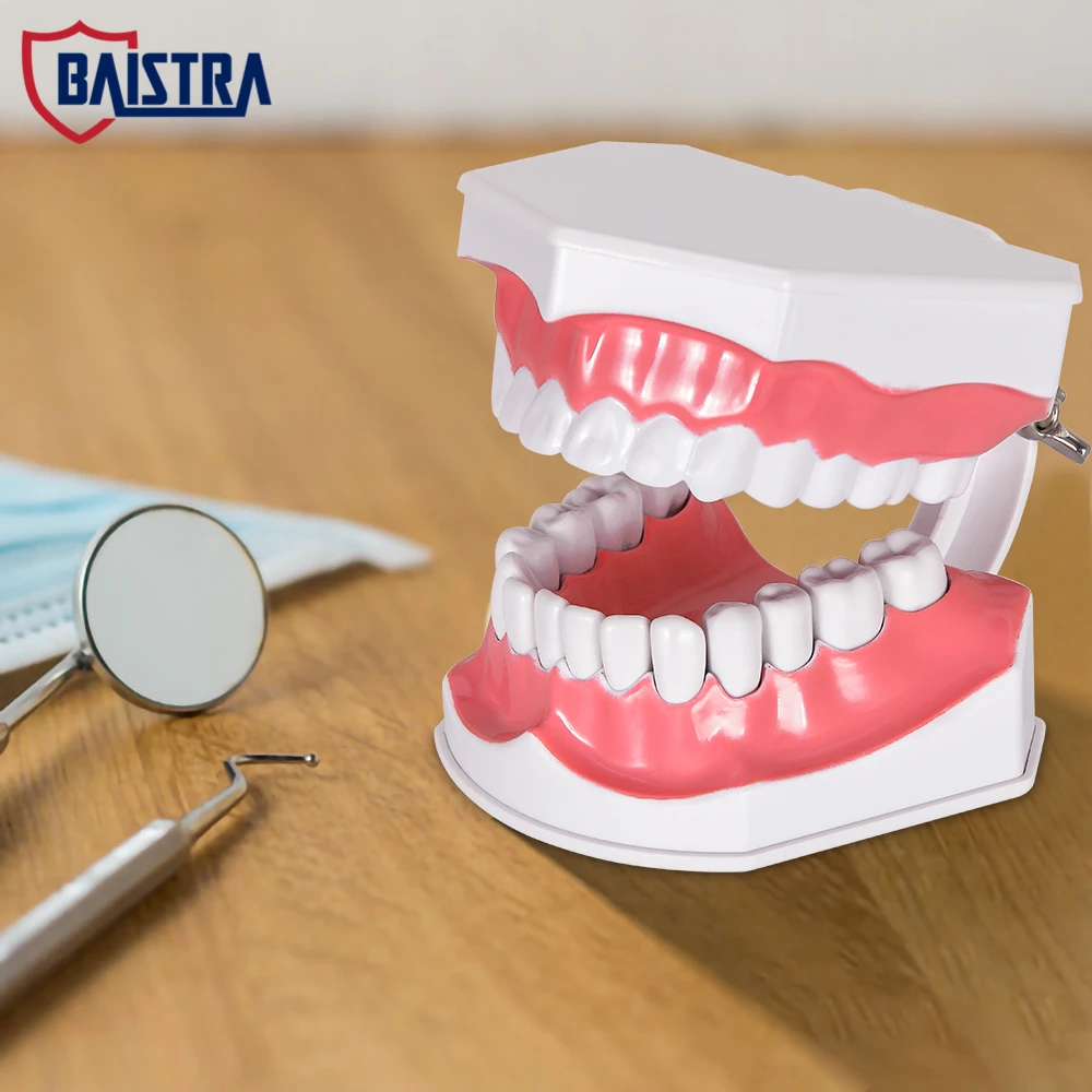 

Dental Teeth Model Teaching Studying Tooth Mold 1:1 Standard 1: 2 Large Tooth Decay Orthodontic With Braces
