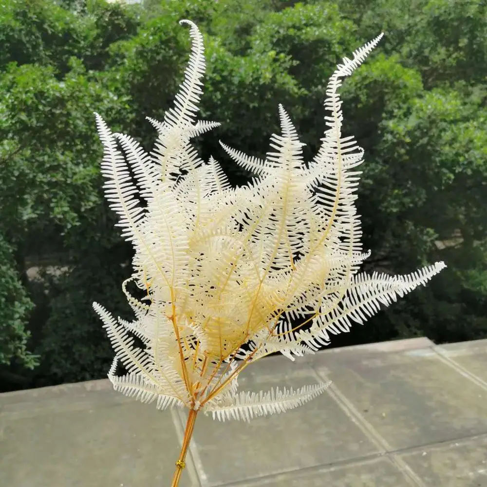 

6pcs/35-40cm,Nature Preserved Osmunda japonica bouquet,Eternal Dried Fern leaves DIY Flower Materials for Wedding Decoration