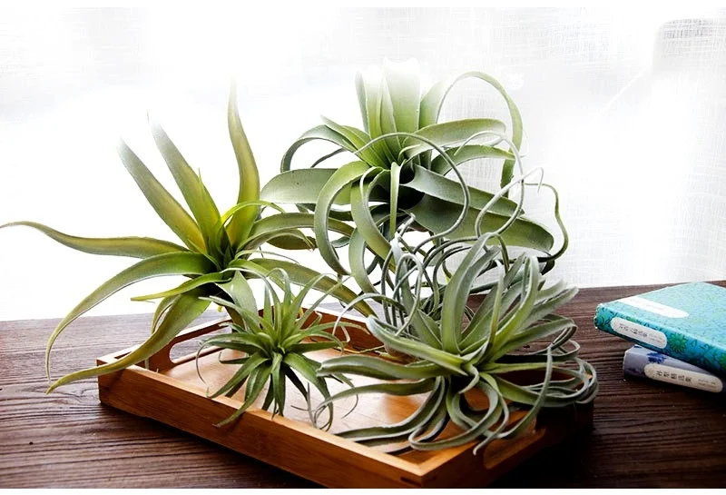 

Artificial Green Plants,Pineapple Spider Plant,Household Wall Hangings,Background Walls,Indoor and Outdoor Weddings,CeilingVines