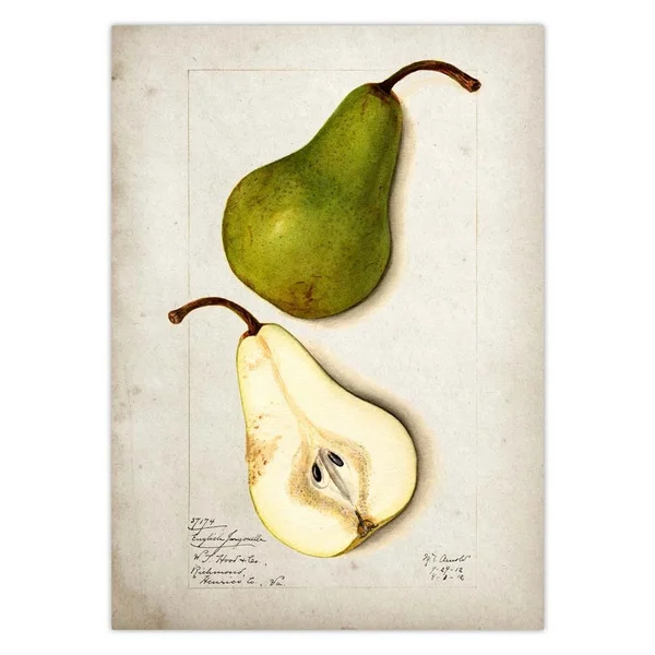 

Fresh Fruit Market Sign Pear Metal Tin Sign 8x12 Inch Retro Farm Organic Fruit Home Kitchen Bar Pub Wall Decor