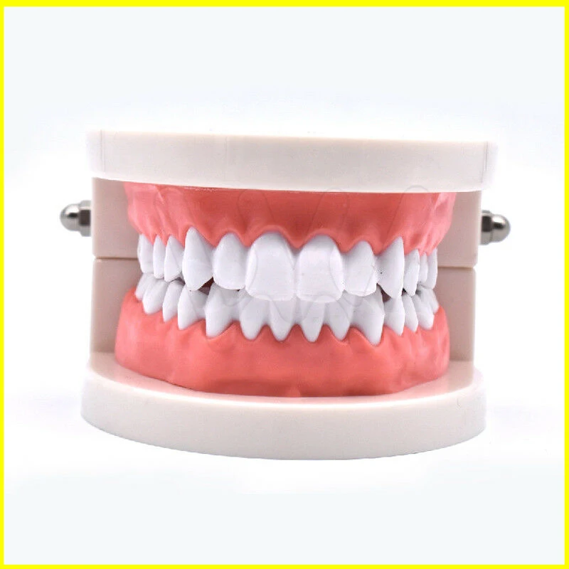 Стоматологическое обучение модель зубов кариес уход за зубами образование