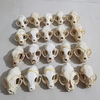 3 50pcs real animal skull specimen defective skull different defective specimens