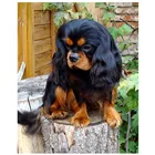 Набор для вышивки крестиком 11CT с изображением собаки