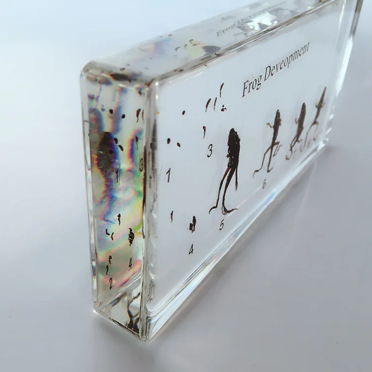 Реальные модели развития Tadpole Frog образец модель история роста животных образцы