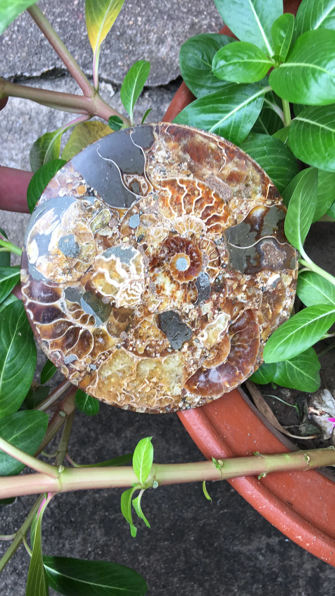 2 шт. окаменелостей аммония ломтик пластины Natura Shell compassl MADAGASCAR Fossil с лечебным