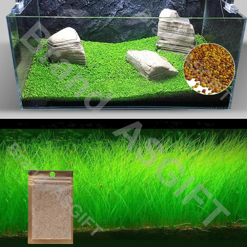 Стиль 6 легко растет водяное растение для аквариума ковер Hemianthus Callitrichoides Eleocharis