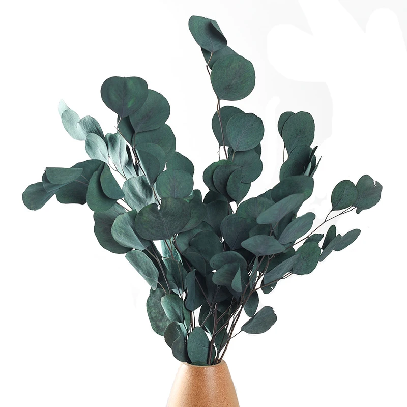 25/50 г натуральный сохраненный эвкалипт вечный дисплей сухой цветок яблоко