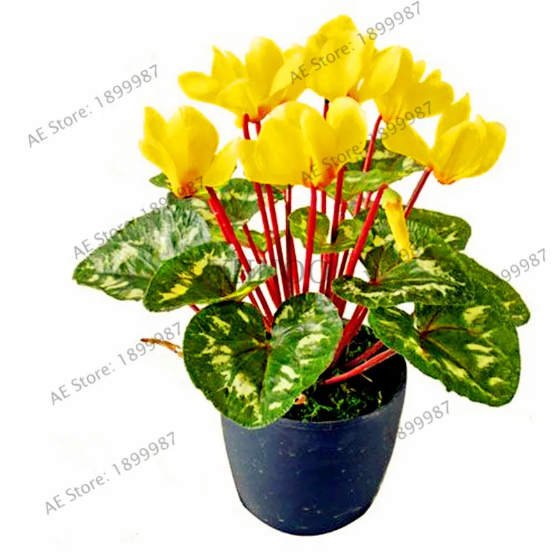 200 шт./пакет семена цикламена многоцветные цикламенские Цветочные растения