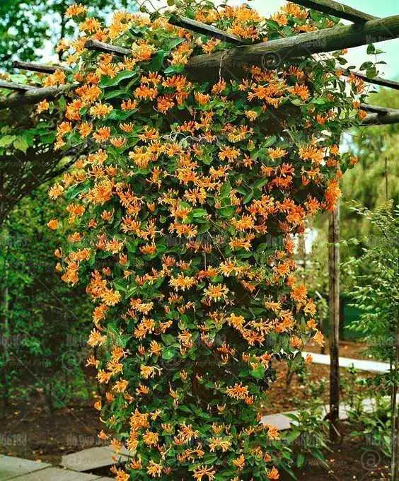 100 шт японский жимолость бонсай Lonicera japonica herb plantas многолетний очень ароматный цветочный горшок садовые Цветочные рассады - Цвет: 4