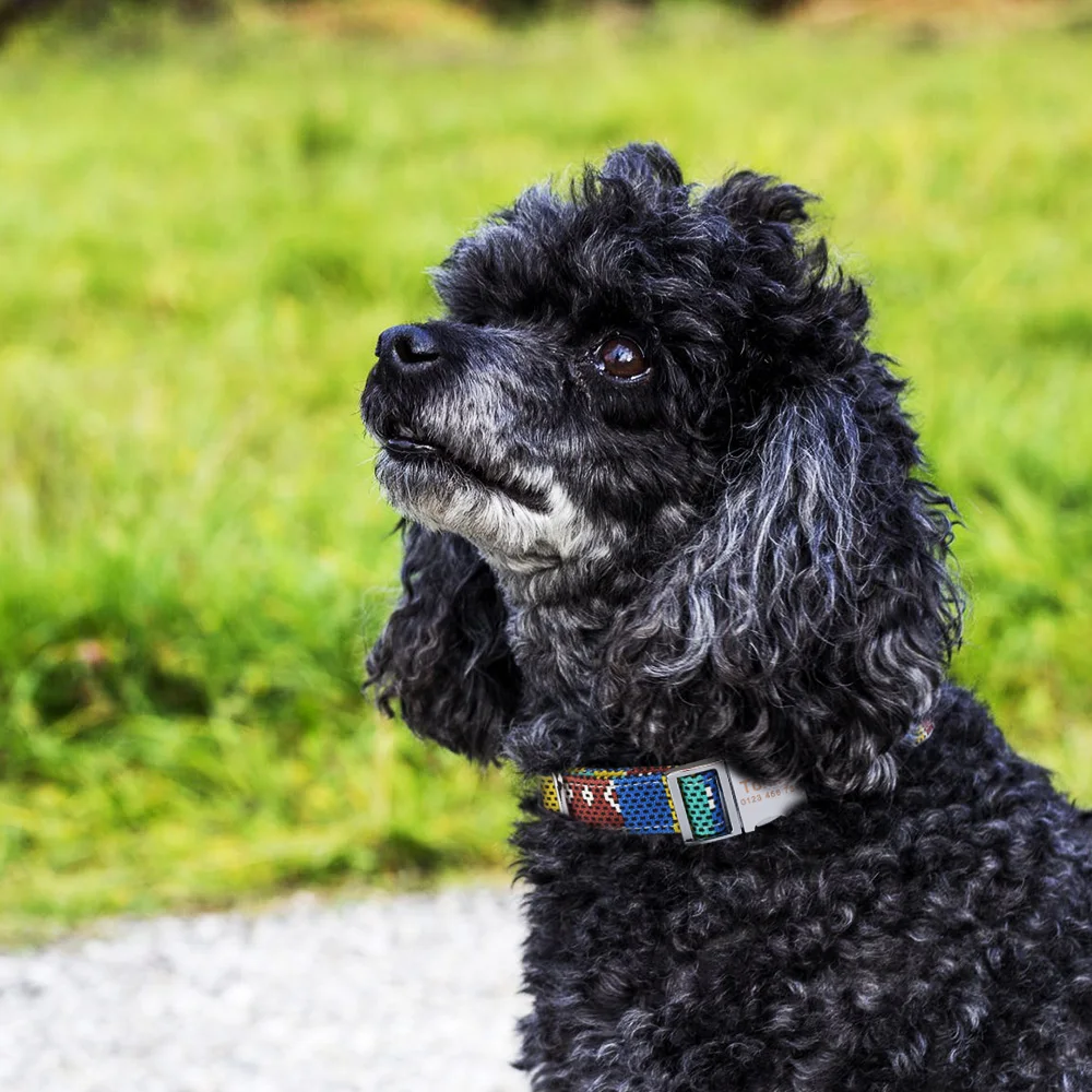 Fabric Dog Collar Personalized Custom Engraved Puppy Name Adjustable Pet S M L | Дом и сад